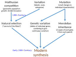 Modern Synthesis 20th Century Wikipedia