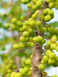 Image result for Phyllanthus boehmii