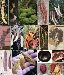 Image result for Entada dolichorrhachis