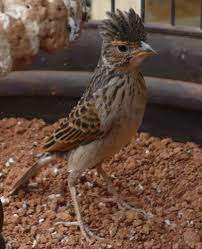 Burung yang berada di peternakan mempunyai harga. 5 Daftar Harga Burung Branjangan Dan Cara Perawatannya Yang Benar