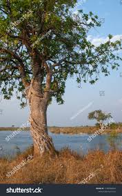 Image result for Ficus craterostoma