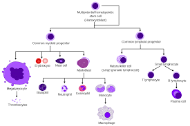 Haematopoiesis Wikipedia