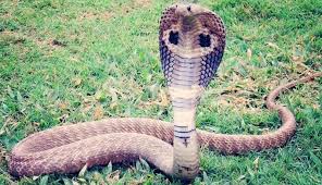 Waspada 5 Langkah Cegah Ular Masuk Ke Dalam Rumah