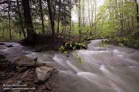 Image result for Erythrocephalum albiflorum