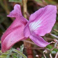 Image result for Dicerocaryum senecioides