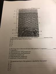 Epidermal cells can be either polygonal or elongated in the top view. 5 This Image Shows Strata And Cell Types Of The Chegg Com