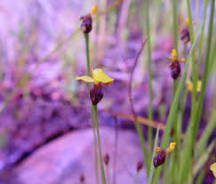 Image result for Xyris aristata