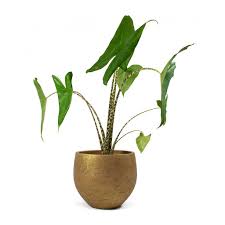 Kidsafe kidsafe queensland fact sheet: Alocasia Zebrina Tiger House Plants Elephant Ear Hortology