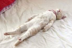 If the cat has pain (dental, arthritic, or abdominal are the most common in older pets) then it may inhibit her from eating because it hurts to get up and do so. Stop Everything And Go To The Vet Right Away If Your Cat Ever Does This
