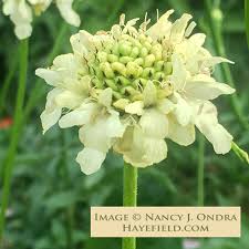 Image result for Cephalaria pungens