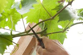 Image result for grape pruning
