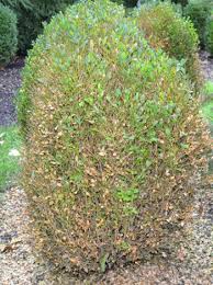 Maybe you would like to learn more about one of these? Boxwood Blight Lp Statile