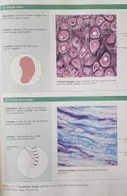 Elastic And Fibrocartilage Human Anatomy And Physiology Tissue Biology Medical Knowledge