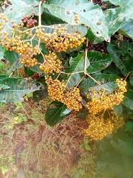 Image result for Harungana madagascariensis