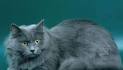 Siberian Cat Breed Information, Pictures, Characteristics ...