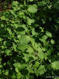Image result for Acalypha fruticosa