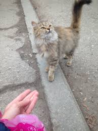 Sekermarulu Adli Kullanicinin Fake Muq Panosundaki Pin Goruntuler Ile Kedi Gunbatimlari Galeri