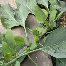 Image result for Nicotiana glauca