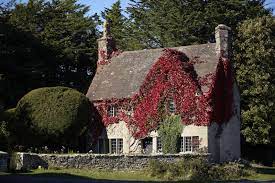 Boston ivy grows in u.s. Gardening 101 Boston Ivy Gardenista