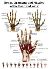 Anatomy Of The Hand And Wrist From The Right Hand Points