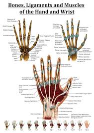 anatomy of the hand and wrist from the right hand points