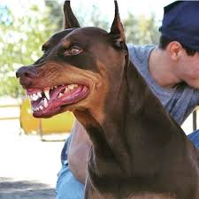 Morning Mood Primomichel Dobermann Dobermann Hunde Coole Hunde