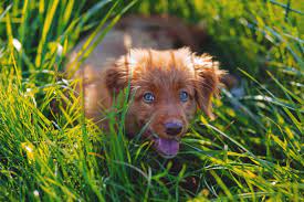 5 Best Grasses For Dog Owners Crafting A Canine Friendly Lawn