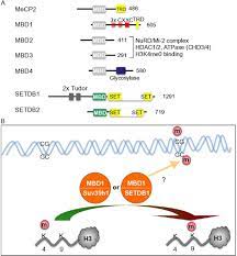 Methyl Cpg Binding Domain An Overview Sciencedirect Topics