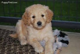 The goldendoodle is a family oriented dog like that of the golden retriever providing it is over 25 pounds in genetic body weight. Oak Ridge Doodles Home Facebook
