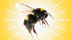A bumble bee's stinger is different than a honey bee's stinger; Did A Bee Sting Me Treatment Options Allergic Reactions Home Remedies And More Everyday Health