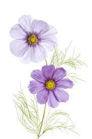 Cosmos Flower Art Painting Flower Art Drawing Watercolor Flowers Paintings