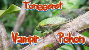 Di ulasan khusus ini kita akan bahas erek erek jangkrik menurut buku mimpi jangkrik 2d 3d 4d dan kode alam yang berdasar dari primbon kitab seribu mimpi lengkap dengan gambar dan penjelasan abjad maupun angka gaya baru, pelarian dan taysen. Tonggeret Sang Vampir Pohon Ii Melihat Langsung Tonggeret Makan Youtube