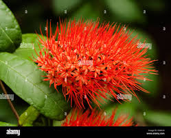 Image result for Combretum stocksii