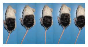 Female pattern hair loss is the commonest cause of hair loss in women and prevalence increases with advancing age. Promotive Effect Of Topical Ketoconazole Minoxidil And Minoxidil With Tretinoin On Hair Growth In Male Mice
