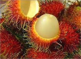 The entire fruit cluster is cut from the branch by harvesters. Fresh Rambutan Products Thailand Fresh Rambutan Supplier