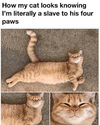 80 saturday quotes for an awesome day. 31 Purr Ific Cat Memes To Help Celebrate The Best Day Of The Week Caturday Bad Cats Cat Memes Happy Cat