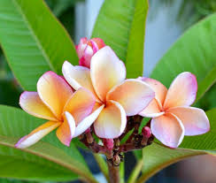 Everything About Plumeria Flower With Images Plumeria Trees To Plant Pretty Plants