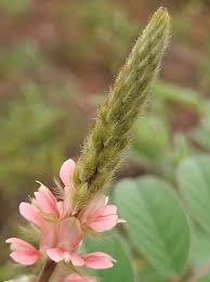 Image result for Indigofera astragalina-hirsuta