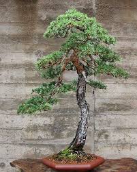 Pin Von Silvia Regina Auf Bonsai Bonsai Pflanzen Bonsai Asiatischer Garten