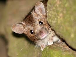 Mouse 3 Http Surprisedbytime Blogspot Com 2008 07 01 Archive Html Pet Mice Cute Hamsters Cute Mouse