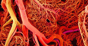Doctors Can Now 3d Print Blood Vessels