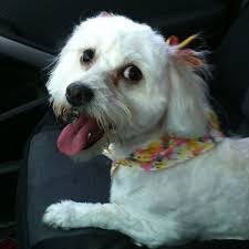 We did not find results for: Photos At Mommy S Pet Grooming El Paso Tx