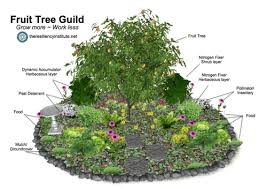 A food forest is an agricultural method that builds its design and implementation method off of the natural cycles and layers of a forest. Mediterranean Understory Guild Plants For Food Forests Part 1 Green Bean Connection