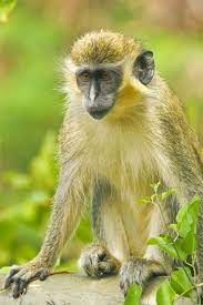 Animals Of Barbados Totally Barbados Animals Barbados Honeymoon Barbados