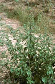 Image result for Hyptis