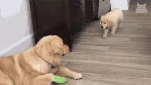 Golden Retriever Gifs Tenor