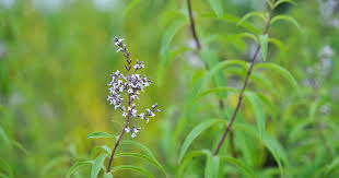 Image result for Aloysia