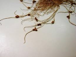 Image result for Lipocarpha micrantha