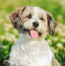 Here you can find everything about shih tzu dogs. Boomer Pups Kopen Puppy Kopen Let Op Voor Broodfokkers
