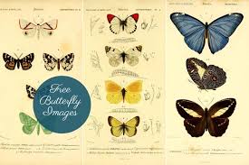 beautiful vintage butterfly images free to print picture box blue